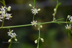 Asparagus gonoclados